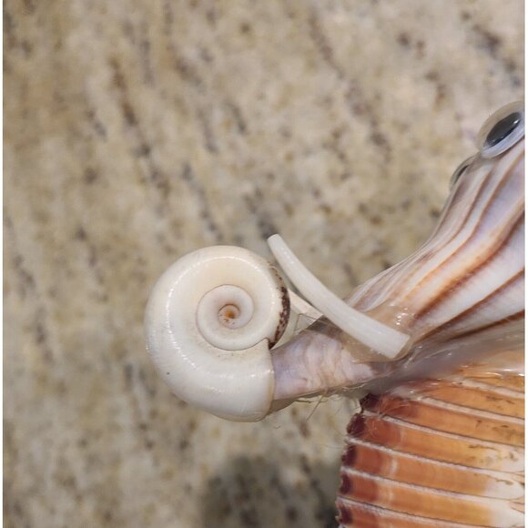 Sea Shell Elephant Sculpture Figurine Beach Home Decor Handmade 6.5” *repair* - Picture 9 of 13